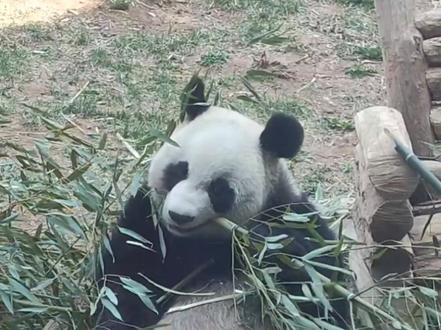 熊猫是如何吃掉一根竹子的…… #十万个怎么做