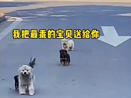 相信大家都记得去年南通小姐姐投喂的小白吧后续全部视频来了☺️