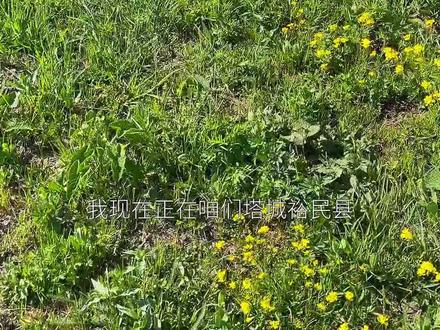 从5月到9月,这里的山花足足能开100天,这里是裕民县 #人生必去的新疆最美旅游目的地 #旅行