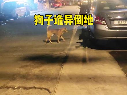 大黄狗靠近汽车后诡异倒地,或许是中了静电#神奇动物在抖音 #真实户外 #监控下的一幕