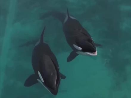 法国废弃海洋馆中 虎鲸发现无人机后起舞 #虎鲸母子看到无人机后水中起舞 #动物保护 #法国 #虎鲸 #动物表演背后的残忍