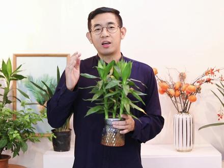 观音竹怎么养?园艺师教你,观音竹的详细养护技巧#养花