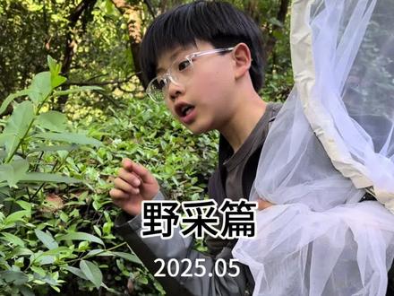 自然观察野采篇 #昆虫#自然观察#野采#虫子#寓言同学