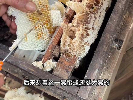 把蜜蜂引回巢框全过程#诱蜂 #我的乡村生活 #养蜂人 #原创视频 #日常vlog