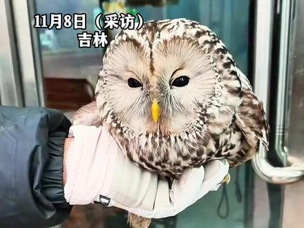 猫头鹰撞玻璃受伤被女子收留暂养,温顺 乖巧 可爱 萌化众多网友,已被森保的专业人员取走了。(来源:@枫叶岭小两口 )#动物萌时刻