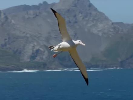 它的翼展可达3.7米,一飞5年不落地,飞行总距离是地月距离的22倍 #野生动物 #飞行 #翼展