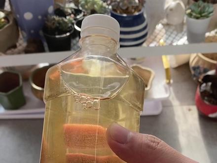 轮虫是 #小丑鱼起飞后前4-5天必不可少的食物。所以轮虫的培育显得尤为重要,目前 #轮虫 的扩配繁育技术已经很成熟!本期视频记录了轮虫到手后如何一步步完成繁育事项。#海缸 #玻璃缸中的大自然