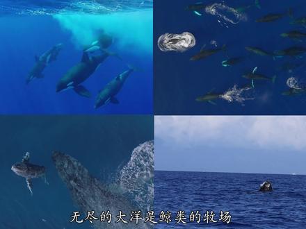 海兽之王:5400万年的鲸类征程 #虎鲸 #抹香鲸 #演化史 #利维坦鲸鱼 #龙王鲸 #须鲸 #巴基鲸