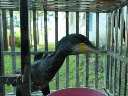 饿晕了的普通鸬鹚被救后一顿猛炫 这只普通鸬鹚因为天气原因捕不到鱼而力竭,被送至黑龙江呼中国家级自然保护区救治,几天后缓过劲儿来,救助人员给它喂食小鱼,它猛炫好几条!这喂到嘴边的鱼就是香啊!可再香它也得回到大自然,还是自食其力去吧!(来源:大兴安岭林业集团公司 / 剪辑:孔祥瑞)#普通鸬鹚 #救助动物