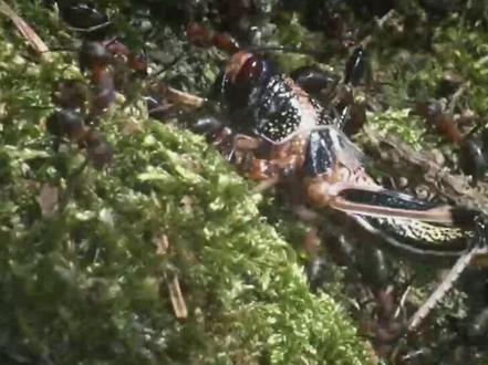 蚂蚁拥有高级文明?地球上仅次于人类社会?看切叶蚁如何开发农业 #动物世界 #昆虫世界 #蚂蚁