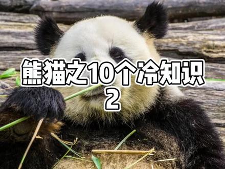 大熊猫再地球生存两三百万年了#创作灵感 #神奇动物在抖音 #熊猫🐼 #五一去哪儿