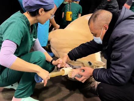 #马 #兽医 #手术 记录这匹22岁的老可爱经历腹痛手术,开启新生的篇章💙#抖音