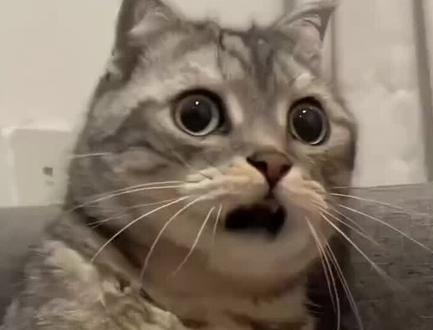 【Switch】任天堂家庭会员限制解除了!