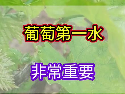 葡萄萌芽后,第一次见水非常重要,浇对水产量不用愁#种植小技巧#三农种植#葡萄种植#葡萄高产