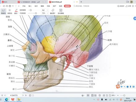 颅的侧面观——翼点(太阳穴)