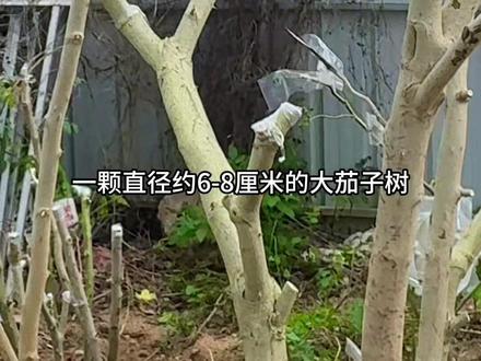 来分享茄子嫁接技术啦!选用托鲁巴姆树当作砧木,把茄子、辣椒和西红柿进行嫁接,让我们一起期待最终成果!
#托鲁巴姆嫁接茄子 #茄子嫁接 #野茄子 #多年生植物