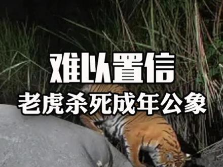 难以置信,老虎杀死成年公象 难以置信,几乎没人敢相信老虎能杀死成年公象,但是在官方的报道和保护区的官员证实中,老虎确实战术性的杀死了一只成年公象,它到底是怎么做到的呢?#动物科普 #猛兽 #老虎 #大象 #猛虎