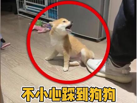 不小心踩到狗狗,该如何道歉呢 #宠物知识分享 #创作者中心 #创作灵感 #养狗小知识 #养狗经验分享