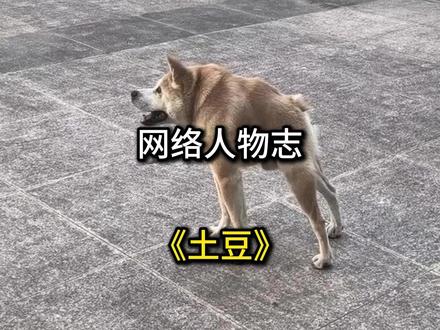 可以漂移的紧凑型突击狗#抽象 #宠物 #卡西莫多犬 #狗