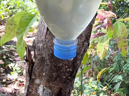 制作好用的肥皂#户外#肥皂#森林#分享生活小技巧