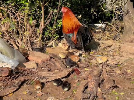 很多人都说母鸡带小鸡好,但是我个人认为还是阉鸡带的好。