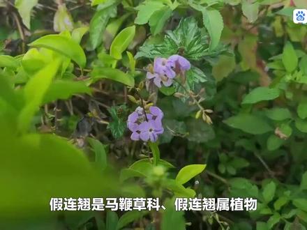 盆栽假连翘繁殖方法与养护技术措施#种植小技巧 #养花小知识