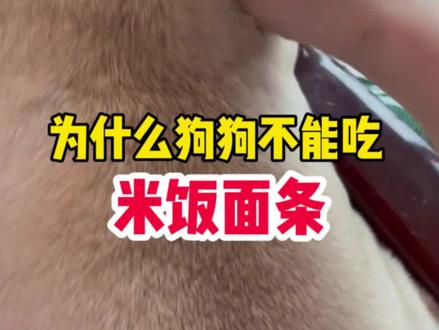 为什么不让狗狗吃米饭面条#宠物知识 ##宠物科普 ##宠物知识分享 #宠物冷知识 #狗狗冷知识
