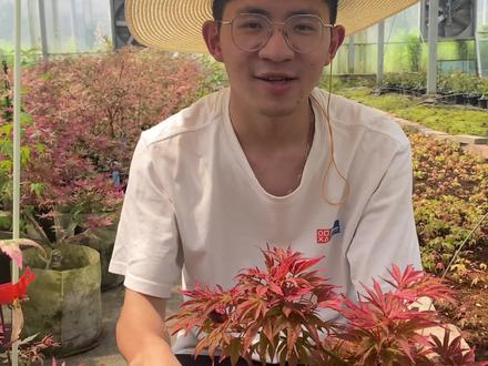 枫树到底好不好养?#枫树 #日本枫 #庭院景观 #庭院设计 #庭院植物
