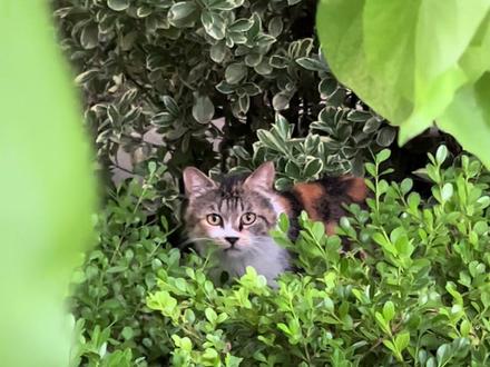 可爱小猫限时返场啦!#关爱流浪猫 #流浪猫救助 #流浪猫
