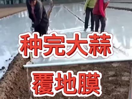 种完大蒜覆地膜最佳时间#大蒜种植 #种大蒜 #大蒜种植技术 @抖音创作者中心 @抖音小助手