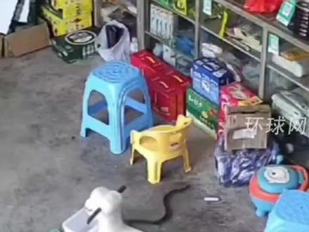 监拍小卖部一男子徒手抓蛇,家属回应:抓蛇时不小心手被咬 ,蛇无毒经处理无大碍