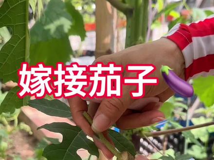 托鲁巴姆树嫁接茄子辣椒了,能不能发芽就要看后续了。#楼顶菜园 #嫁接茄子
