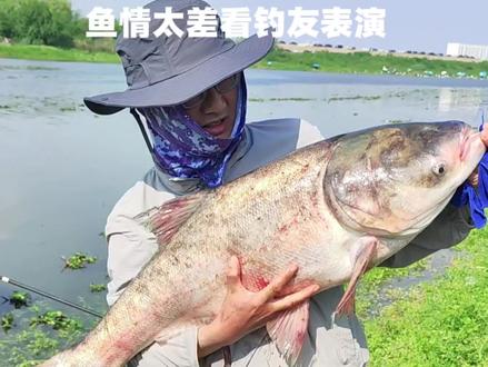 这个周末温差大,上午东荆河,下午汉江抽鲢鳙鱼情很差,打龟了,到汉江还偶遇杰哥@天元黄杰 最后在晴川桥下走钓鳊鱼终于破龟#户外钓鱼 #鲢鳙 #鳊鱼 #霸王悍S #钓鱼王破天鲢鳙