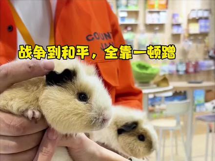 简单有效的停战策略 #荷兰猪 #北京荷兰猪实体店 #SLETN三里豚#豚鼠 #天竺鼠车车 @三里豚SLETN宠集