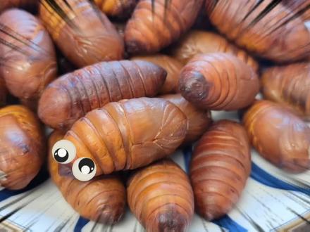 高蛋白低脂肪 低卡美味 不用油炸的 空气炸锅烤蚕蛹 越吃越瘦 #蚕蛹 #低卡低脂餐 #减脂餐 #越吃越瘦的减脂餐