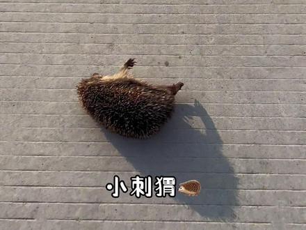 挑战流浪100天
第71天 我的家…#野外生存 #流浪 #战斧萝莉