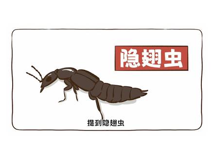 隐翅虫有那么多种,并不是所有的隐翅虫都带毒哦! #动物科普 #隐翅虫 #原创漫画 #抖音青少年科普创作计划