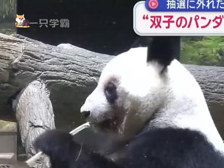 日本大熊猫数量清零,晓晓和蕾蕾回国过年咯#日本 #大熊猫 #晓晓和蕾蕾 #旅日大熊猫启程回国
