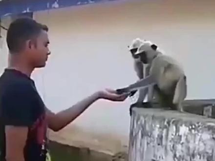 同样是猴子泛滥,为啥非洲人把猴子当饭吃 印度奉猴为神?#动物保护 #埃博拉 #涨知识 #美食 #科普