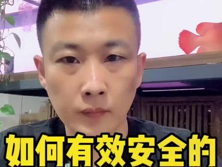 如何安全有效的清除鱼缸里的蛋白虫#鱼缸蛋白虫 #寄生虫 #水族