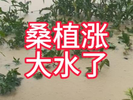 桑植县蔡家坪,水还在持续的往上面涨