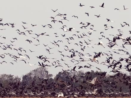 白鹤洲观鸟攻略和拍摄指南 #白鹤洲 #候鸟 #拍鸟 #旅行推荐官 #旅行大玩家