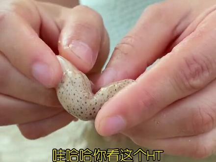 渔妹赶海遇到长得像草莓一样神奇的海洋生物#赶海#我的乡村生活 #创作灵感 #新农人计划2021 #带你去看海 #乡村振兴 #芳芳渔家