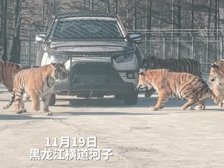 《新闻夜航》特别报道(四)探访世界最大东北虎园。东北虎撕咬力强,饭量大,公虎一天食量8到9斤肉,母虎一天食量7斤肉。