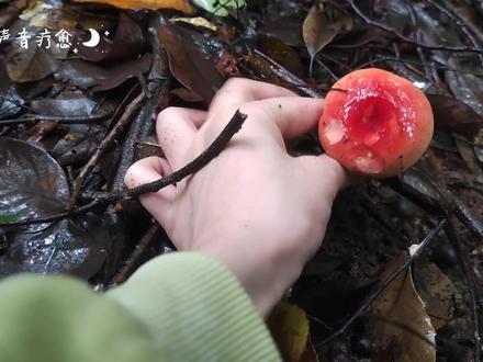 下雨天沉浸式采蘑菇#红伞伞白杆杆 #沉浸式 #解压 @DOU+小助手