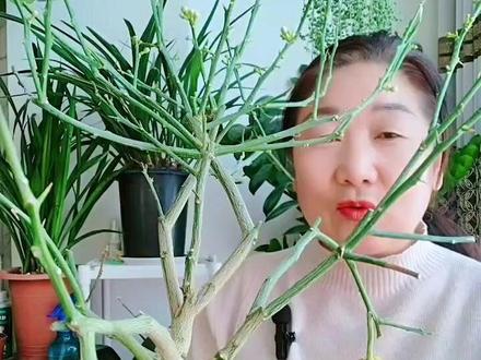 新买回家的盆栽柠檬掉叶子是什么原因?看完终于明白了#养花小知识