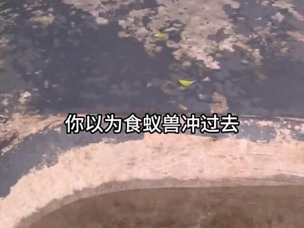 动物园没有蚂蚁,食蚁兽吃什么? #神奇动物 #动物科普 #万物皆有灵性 #动物的迷惑行为