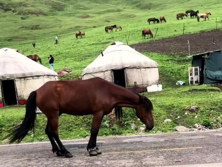 绑马腿 你千万不要可怜它#动物解说 #马