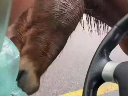 男子在动物园被马咬伤注射狂犬疫苗(极目新闻)