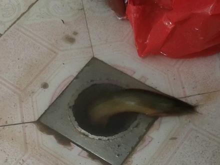 抖音学的泥鳅通下水道